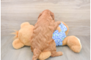 Mini Goldendoodle Puppy for Adoption