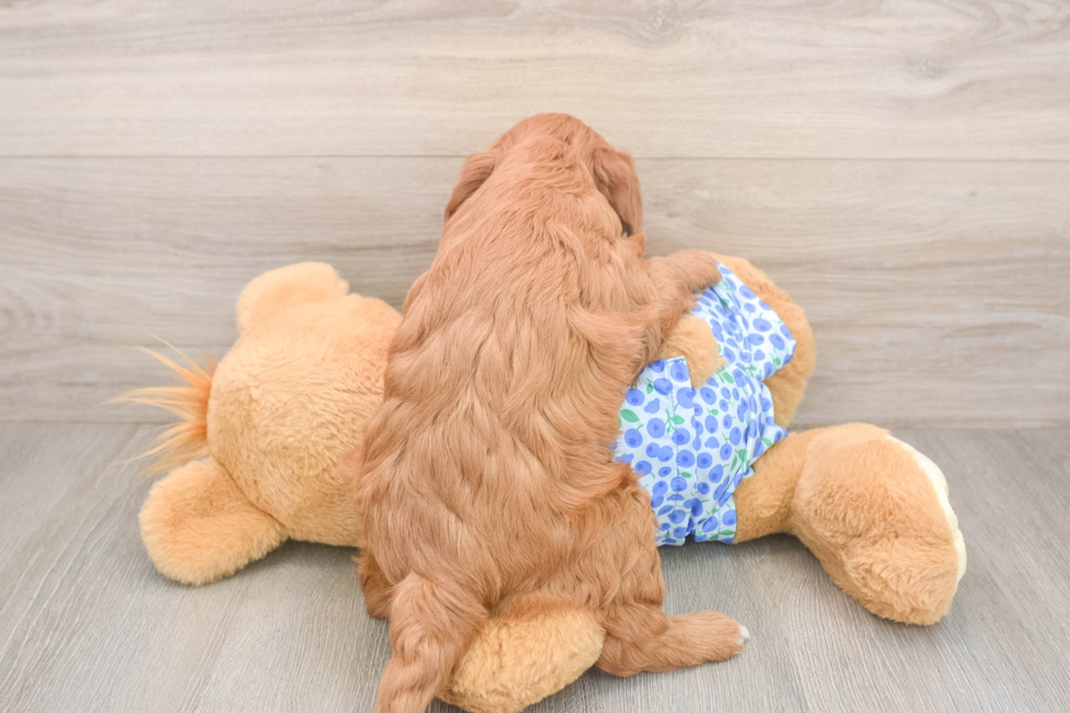 Mini Goldendoodle Puppy for Adoption