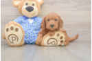 Best Mini Goldendoodle Baby