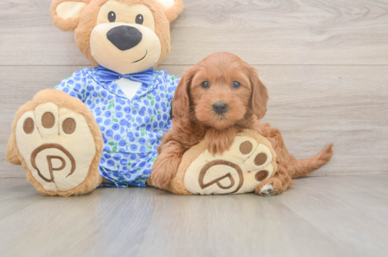 Best Mini Goldendoodle Baby