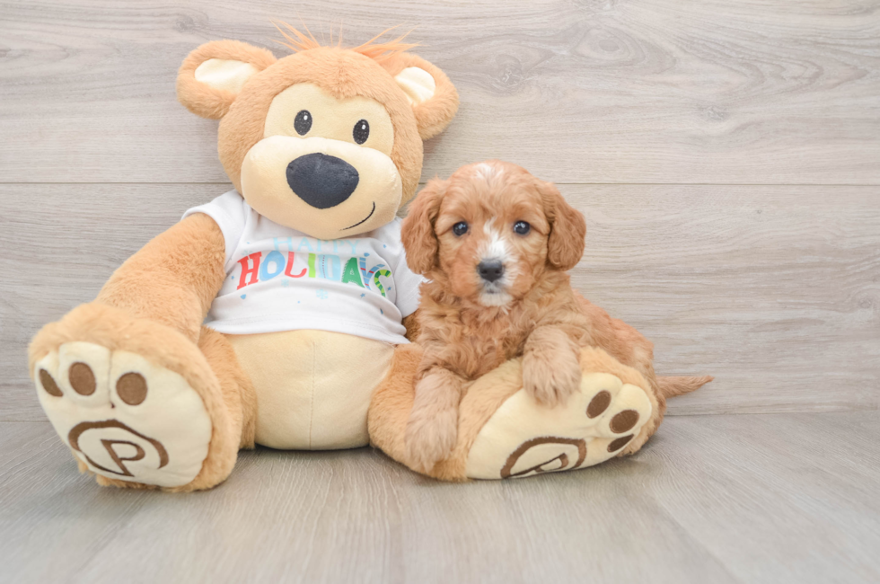 5 week old Mini Goldendoodle Puppy For Sale - Puppy Love PR