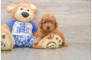 Best Mini Goldendoodle Baby