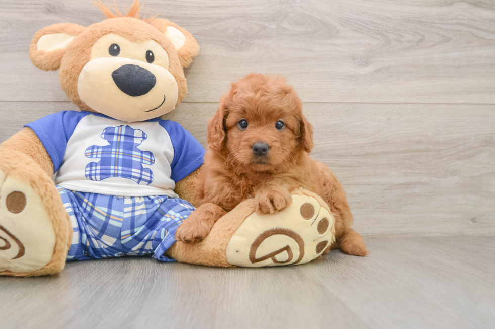 Best Mini Goldendoodle Baby
