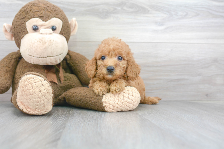 Meet Baylor - our Mini Goldendoodle Puppy Photo 1/3 - Puppy Love PR Best Mini Goldendoodle Baby
