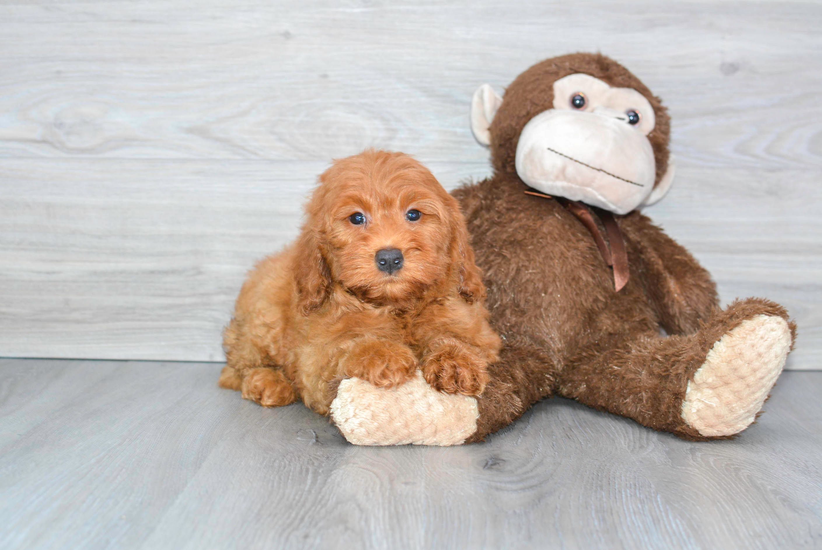 Mini Goldendoodle Pup Being Cute