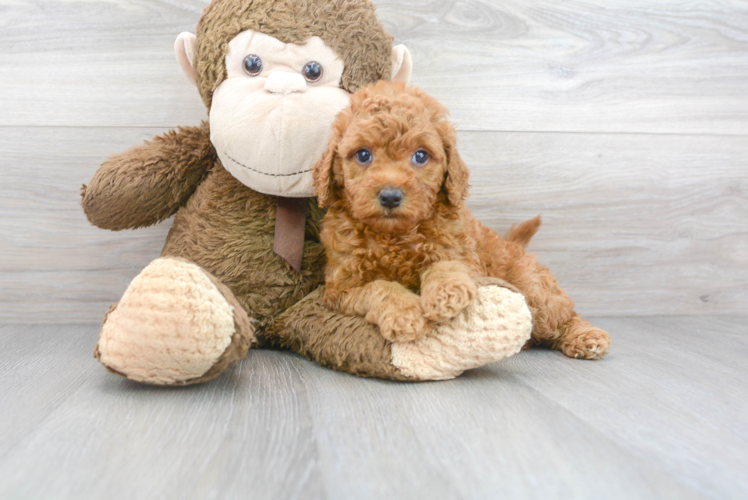 Cute Mini Goldendoodle Poodle Mix Pup