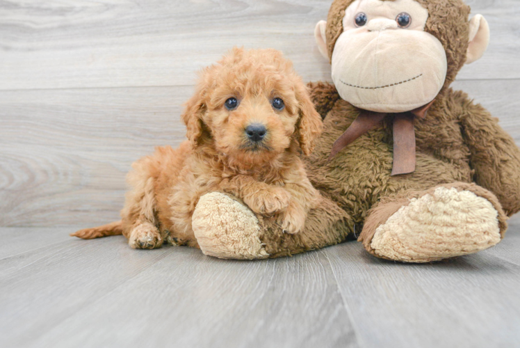 Little Golden Retriever Poodle Mix Puppy