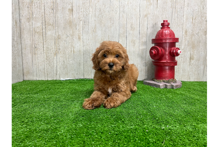 Meet Baylor - our Mini Goldendoodle Puppy Photo 1/4 - Puppy Love PR Mini Goldendoodle Puppy for Adoption