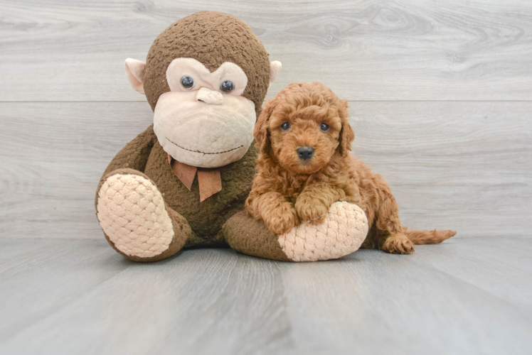 Meet Beethoven - our Mini Goldendoodle Puppy Photo 1/3 - Puppy Love PR Happy Mini Goldendoodle Baby