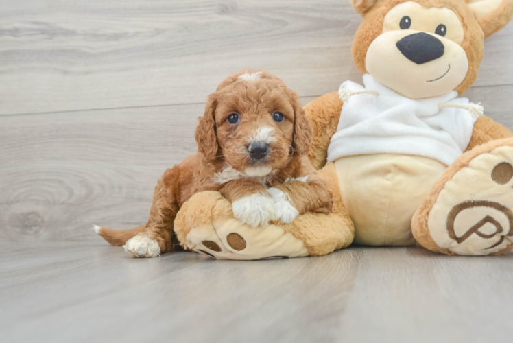 Meet Beethoven - our Mini Goldendoodle Puppy Photo 1/3 - Puppy Love PR Cute Mini Goldendoodle Baby