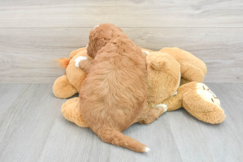 Little Golden Retriever Poodle Mix Puppy