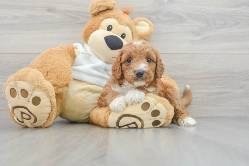 Little Golden Retriever Poodle Mix Puppy