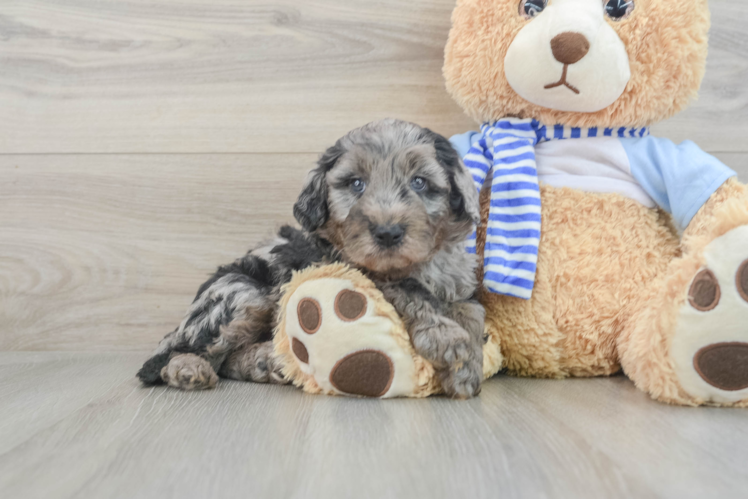 Popular Mini Goldendoodle Poodle Mix Pup