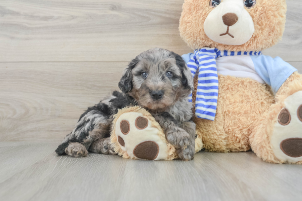 Popular Mini Goldendoodle Poodle Mix Pup
