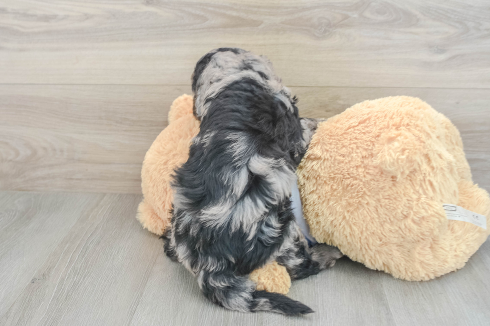 Best Mini Goldendoodle Baby