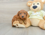 7 week old Mini Goldendoodle Puppy For Sale - Puppy Love PR