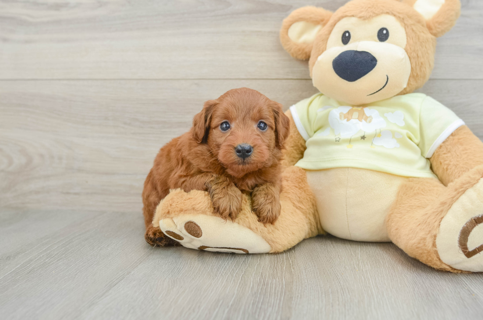 7 week old Mini Goldendoodle Puppy For Sale - Puppy Love PR