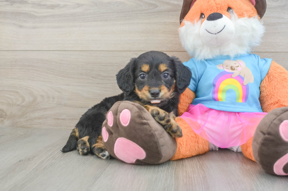 5 week old Mini Goldendoodle Puppy For Sale - Puppy Love PR
