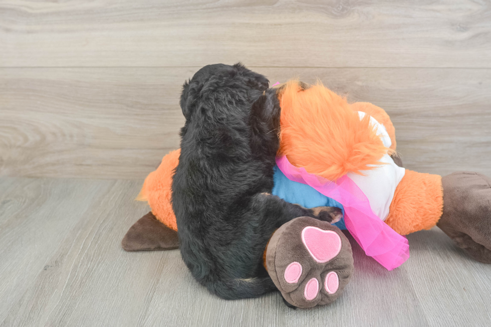 Mini Goldendoodle Puppy for Adoption