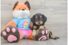 Adorable Golden Retriever Poodle Mix Poodle Mix Puppy