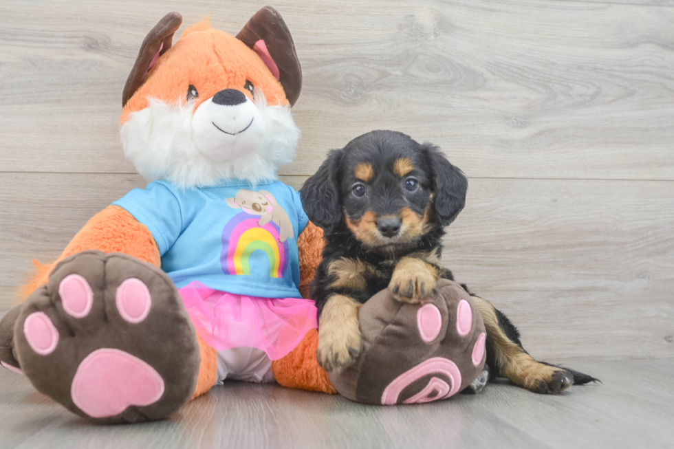 Adorable Golden Retriever Poodle Mix Poodle Mix Puppy