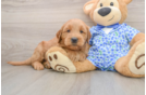 Best Mini Goldendoodle Baby
