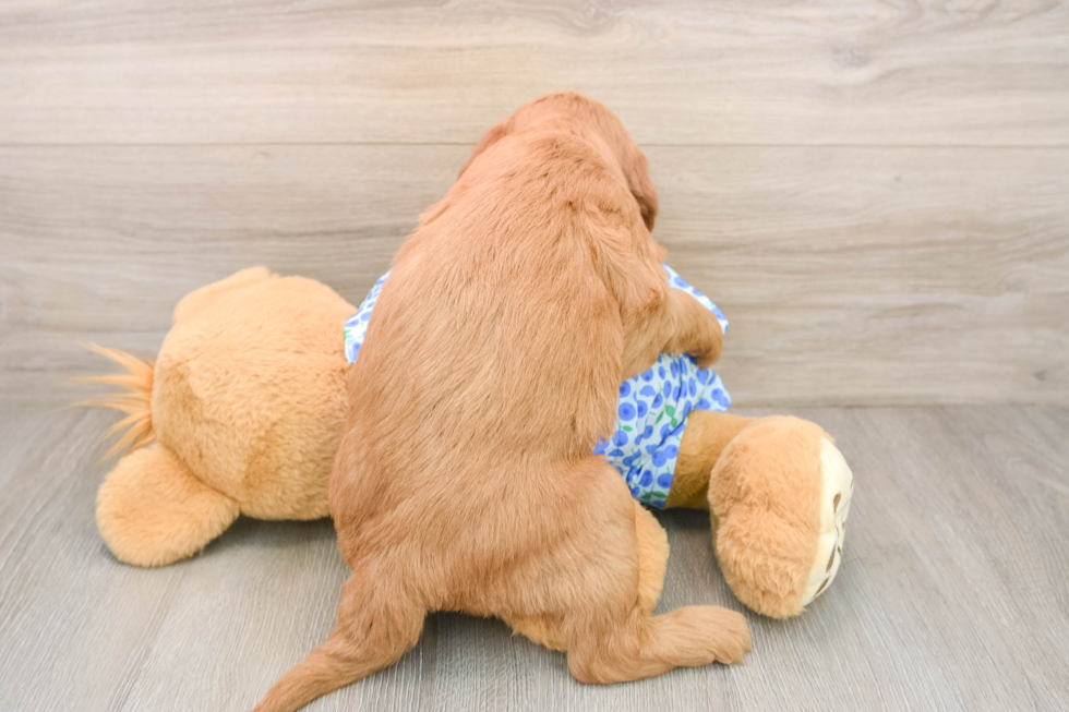 Mini Goldendoodle Pup Being Cute