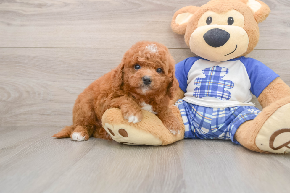Cute Mini Goldendoodle Baby