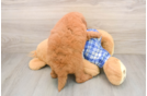 Popular Mini Goldendoodle Poodle Mix Pup