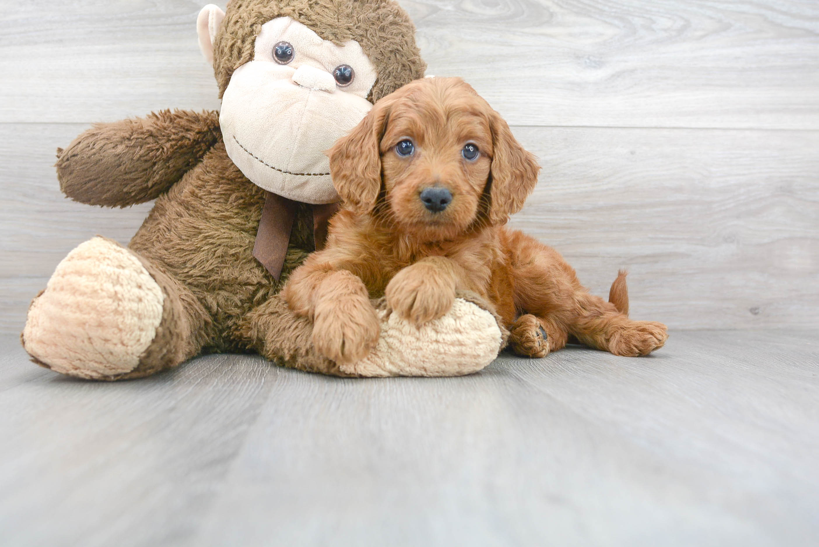 Best Mini Goldendoodle Baby