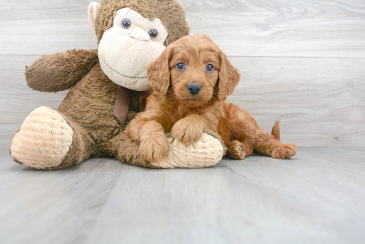 Meet Beethoven - our Mini Goldendoodle Puppy Photo 1/3 - Puppy Love PR Best Mini Goldendoodle Baby