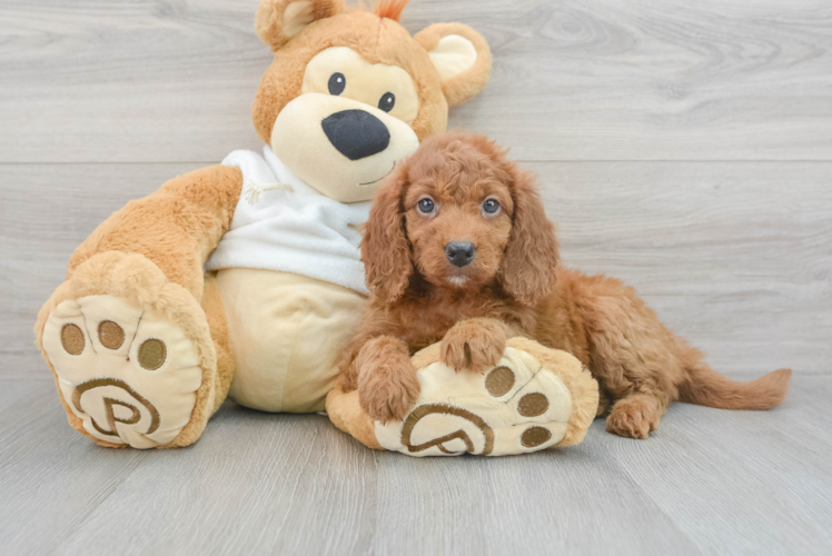 Meet Belle - our Mini Goldendoodle Puppy Photo 1/3 - Puppy Love PR Smart Mini Goldendoodle Poodle Mix Pup
