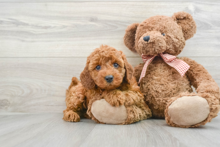 Meet Belle - our Mini Goldendoodle Puppy Photo 1/3 - Puppy Love PR Mini Goldendoodle Puppy for Adoption