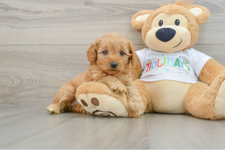 Meet Belle - our Mini Goldendoodle Puppy Photo 1/3 - Puppy Love PR Small Mini Goldendoodle Baby