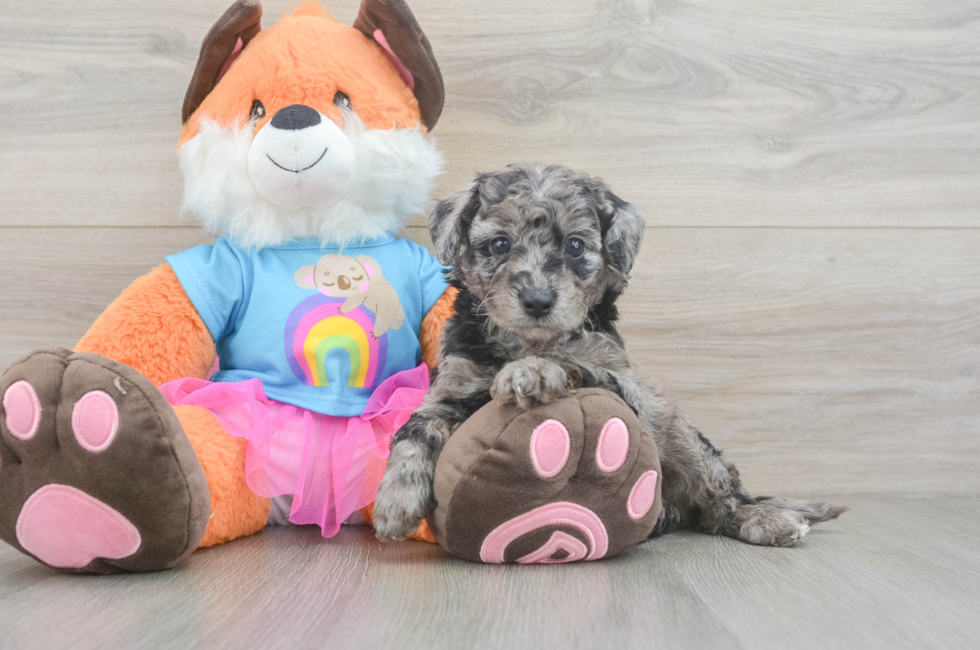 5 week old Mini Goldendoodle Puppy For Sale - Puppy Love PR