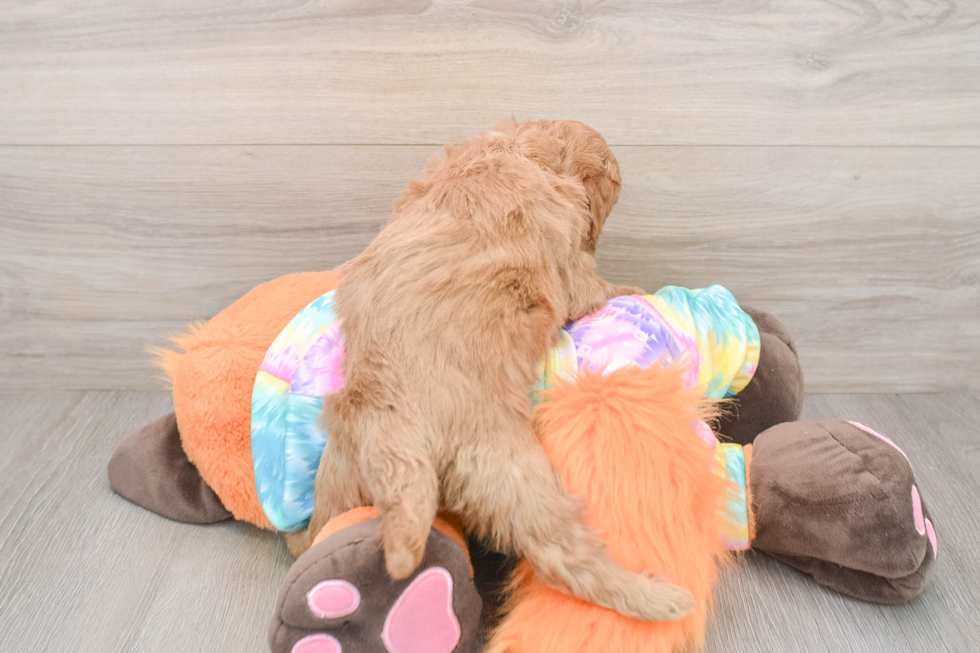 Funny Mini Goldendoodle Poodle Mix Pup
