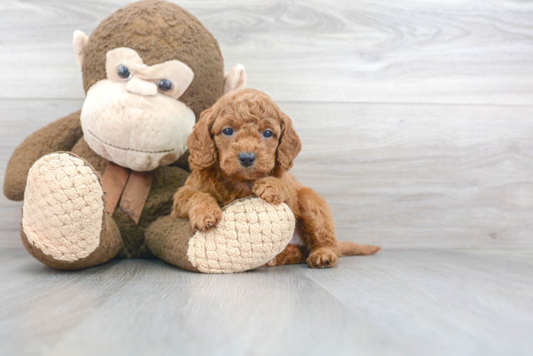 Mini Goldendoodle Pup Being Cute