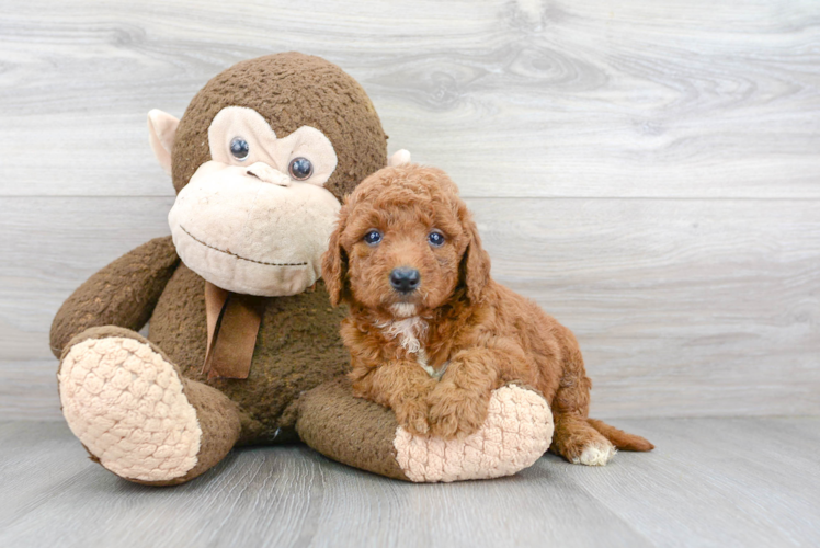 Cute Mini Goldendoodle Poodle Mix Pup