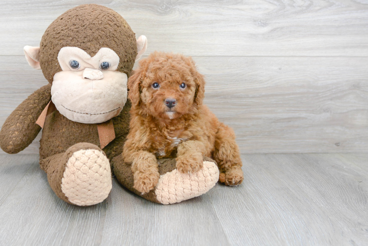 Cute Mini Goldendoodle Baby