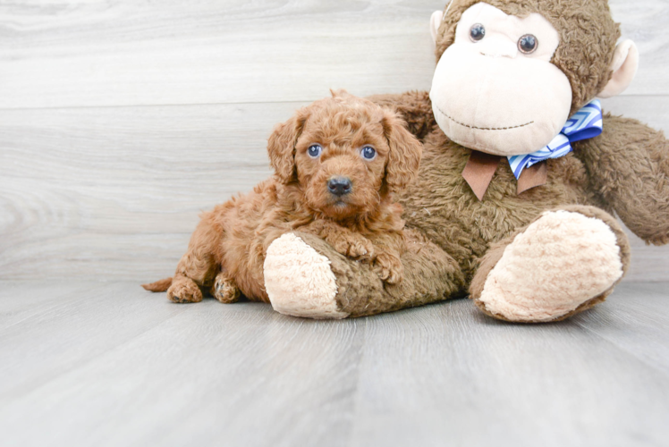 Cute Mini Goldendoodle Poodle Mix Pup