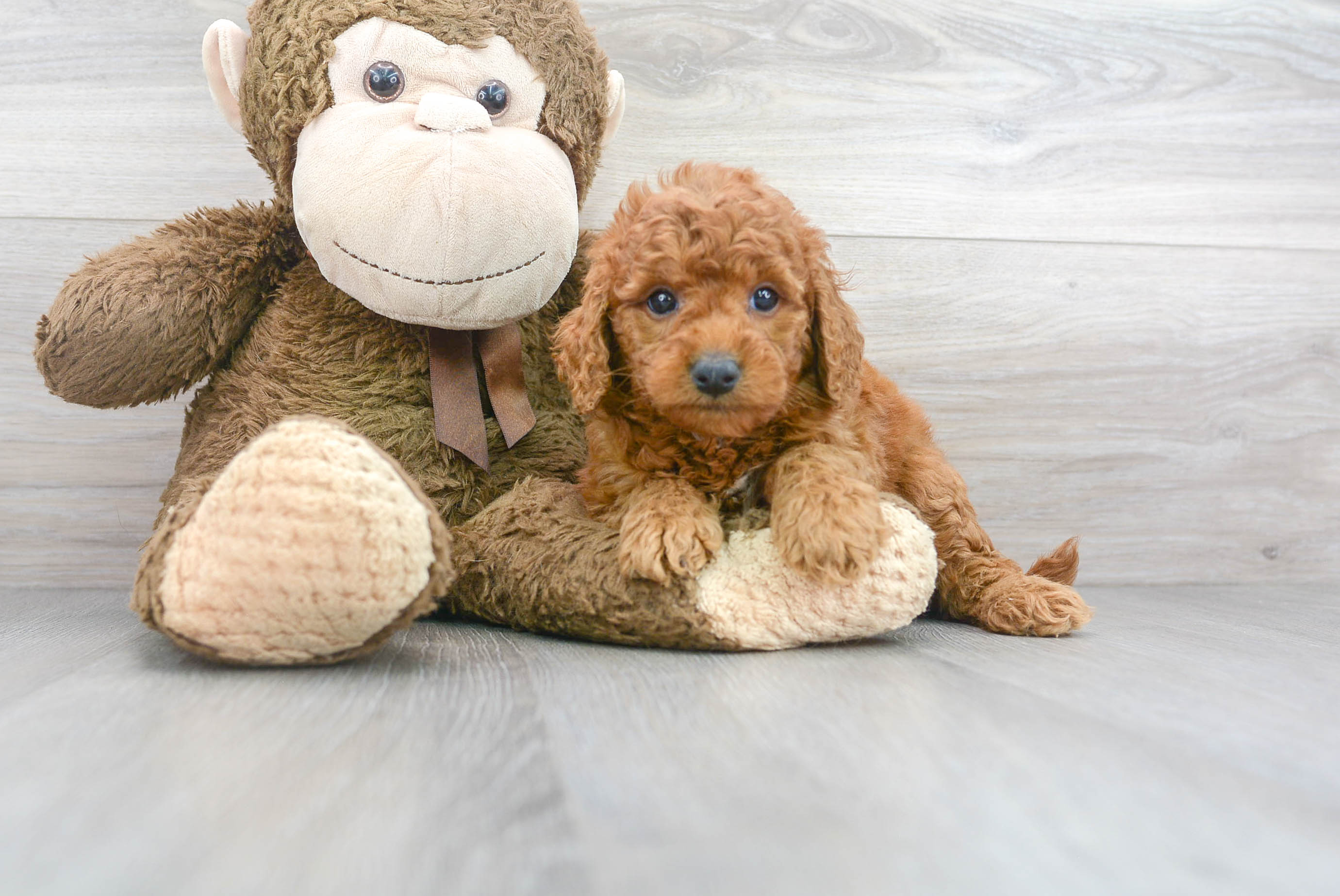 Cute Mini Goldendoodle Baby