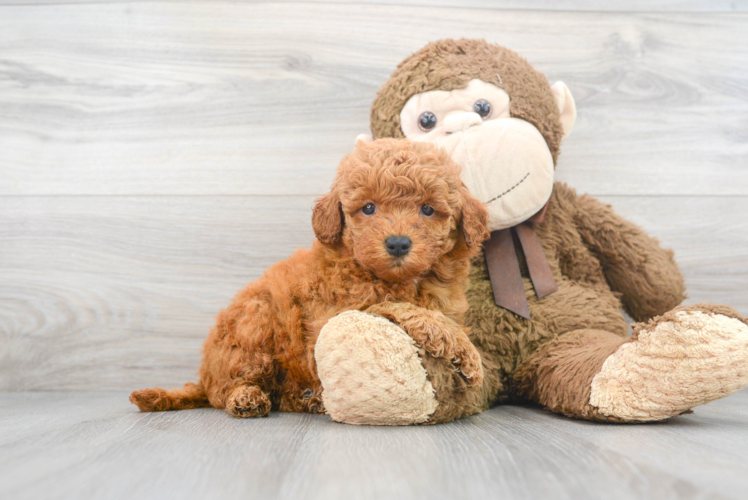 Meet Belle - our Mini Goldendoodle Puppy Photo 1/3 - Puppy Love PR Best Mini Goldendoodle Baby