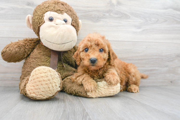 Happy Mini Goldendoodle Baby