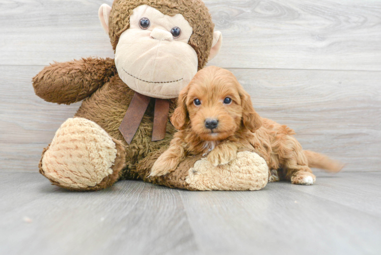 Energetic Golden Retriever Poodle Mix Puppy