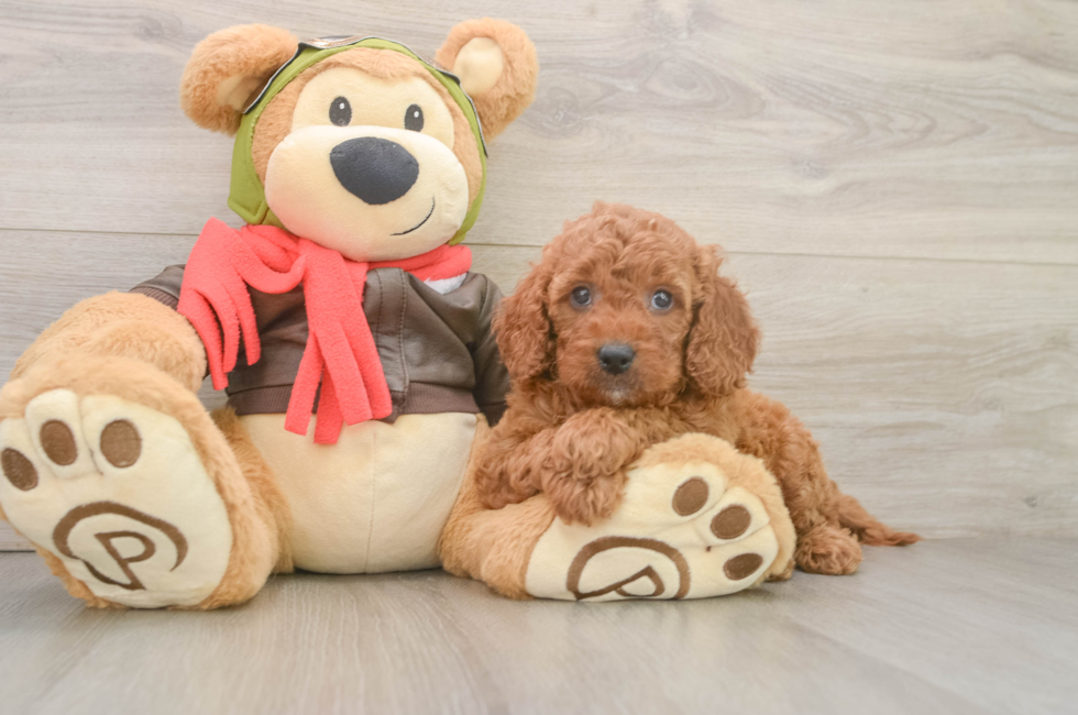 6 week old Mini Goldendoodle Puppy For Sale - Puppy Love PR
