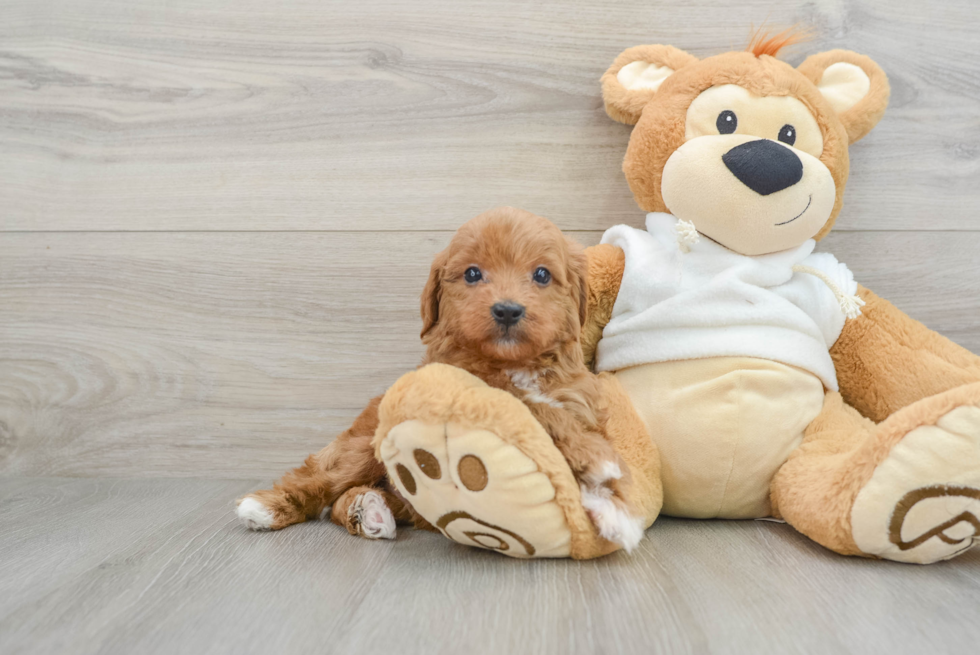 Happy Mini Goldendoodle Baby