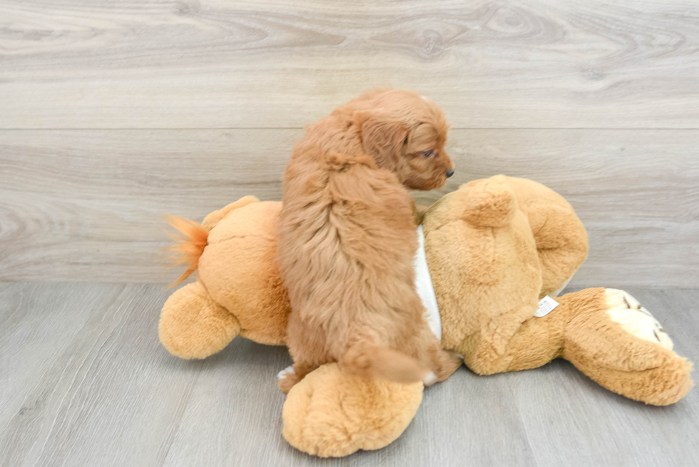 Mini Goldendoodle Pup Being Cute