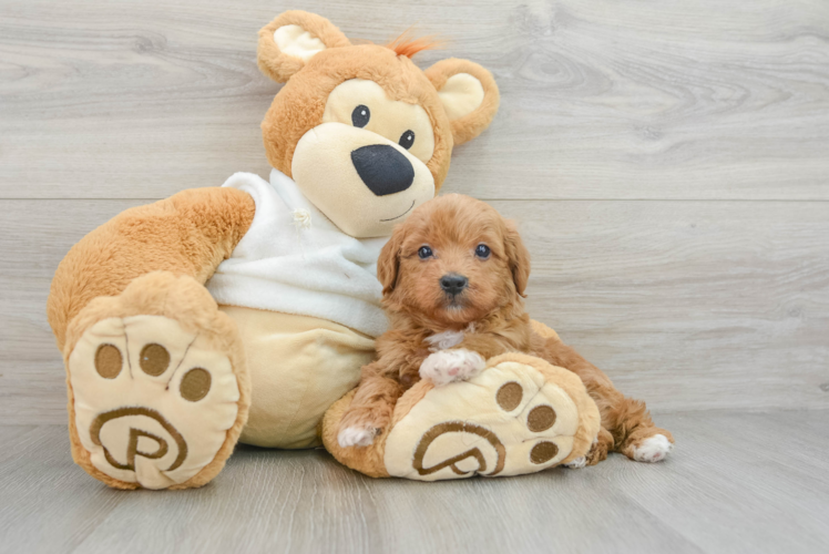 Mini Goldendoodle Puppy for Adoption