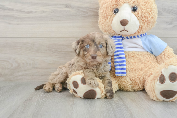 Sweet Mini Goldendoodle Baby