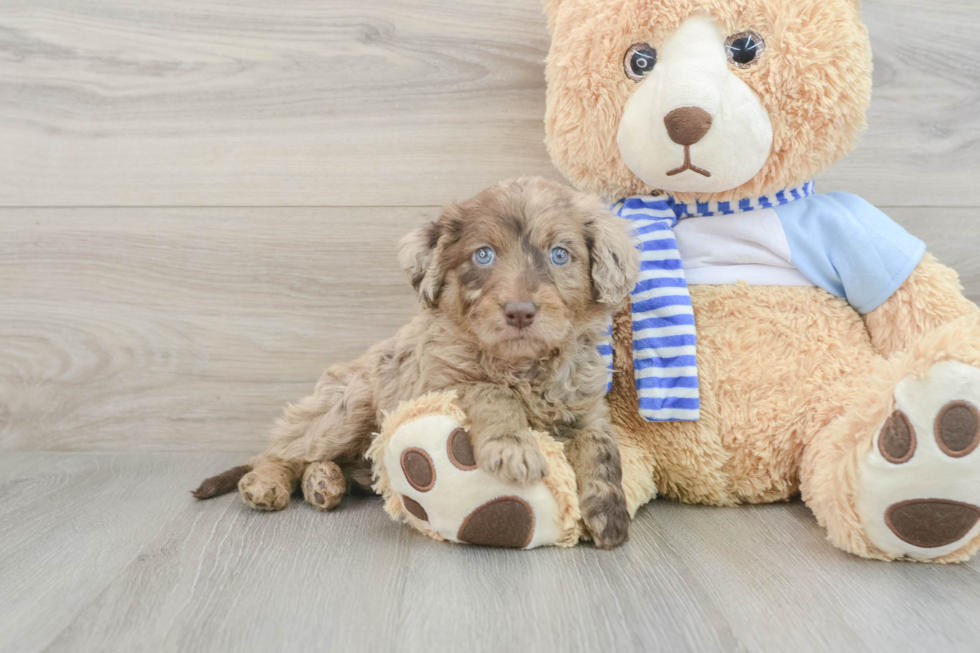 Sweet Mini Goldendoodle Baby